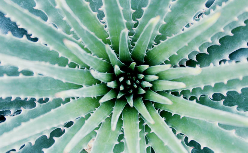 You are currently viewing Flavonoide in Aloe Vera
